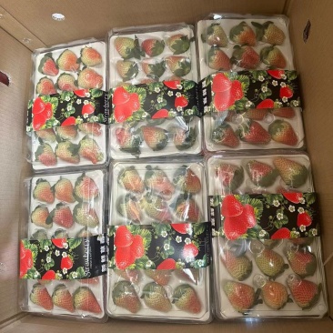 四川大凉山奶油草莓现采新鲜水果产地直发烘焙冰糖葫芦