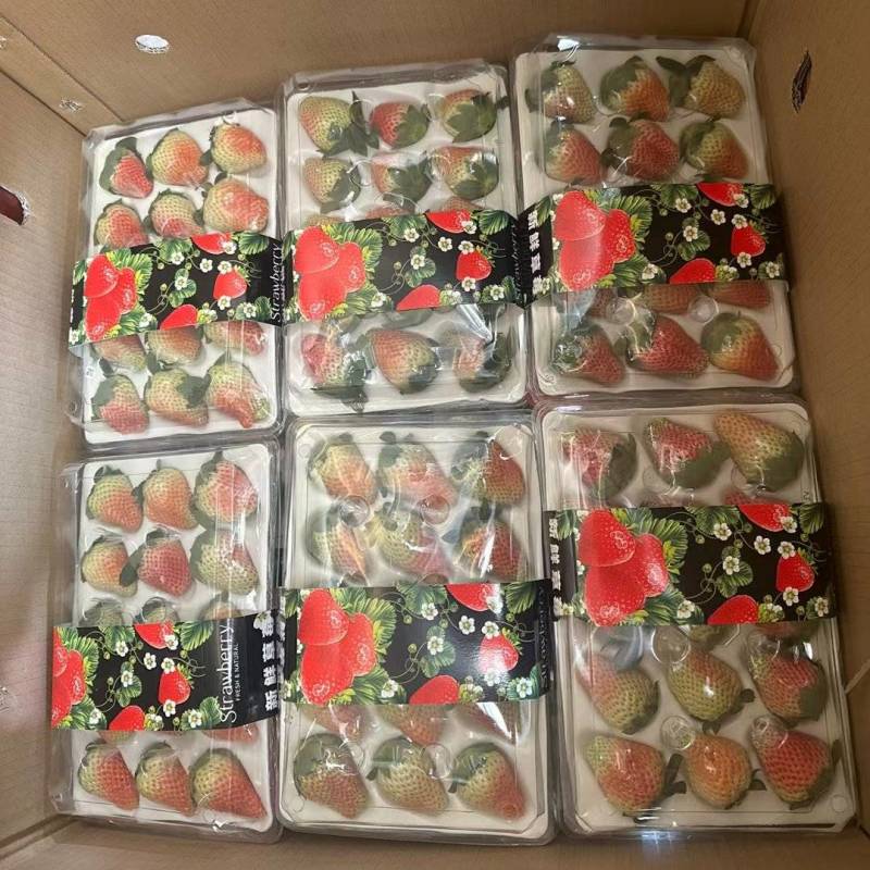 四川大凉山奶油草莓现采新鲜水果产地直发烘焙冰糖葫芦