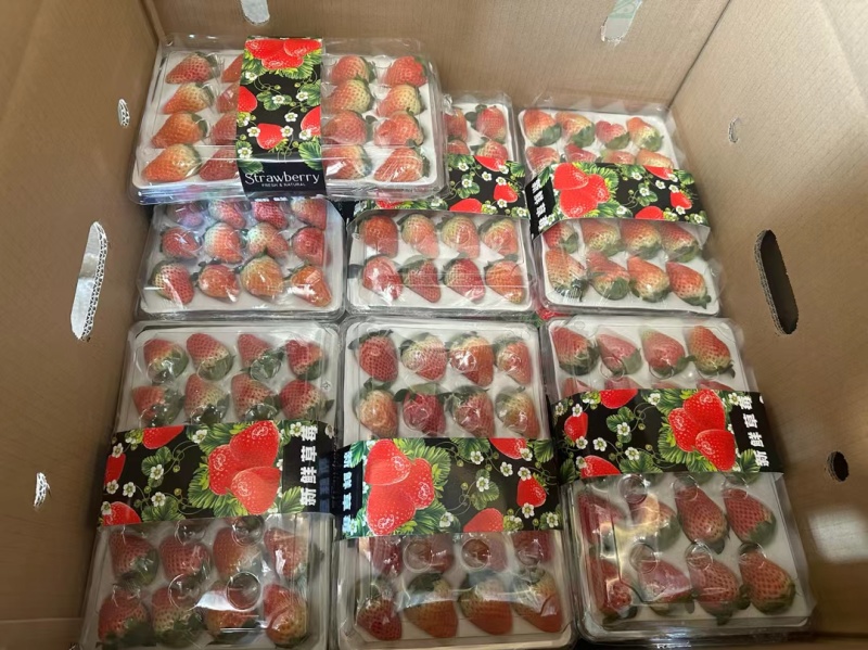 四川大凉山奶油草莓现采新鲜水果产地直发烘焙冰糖葫芦