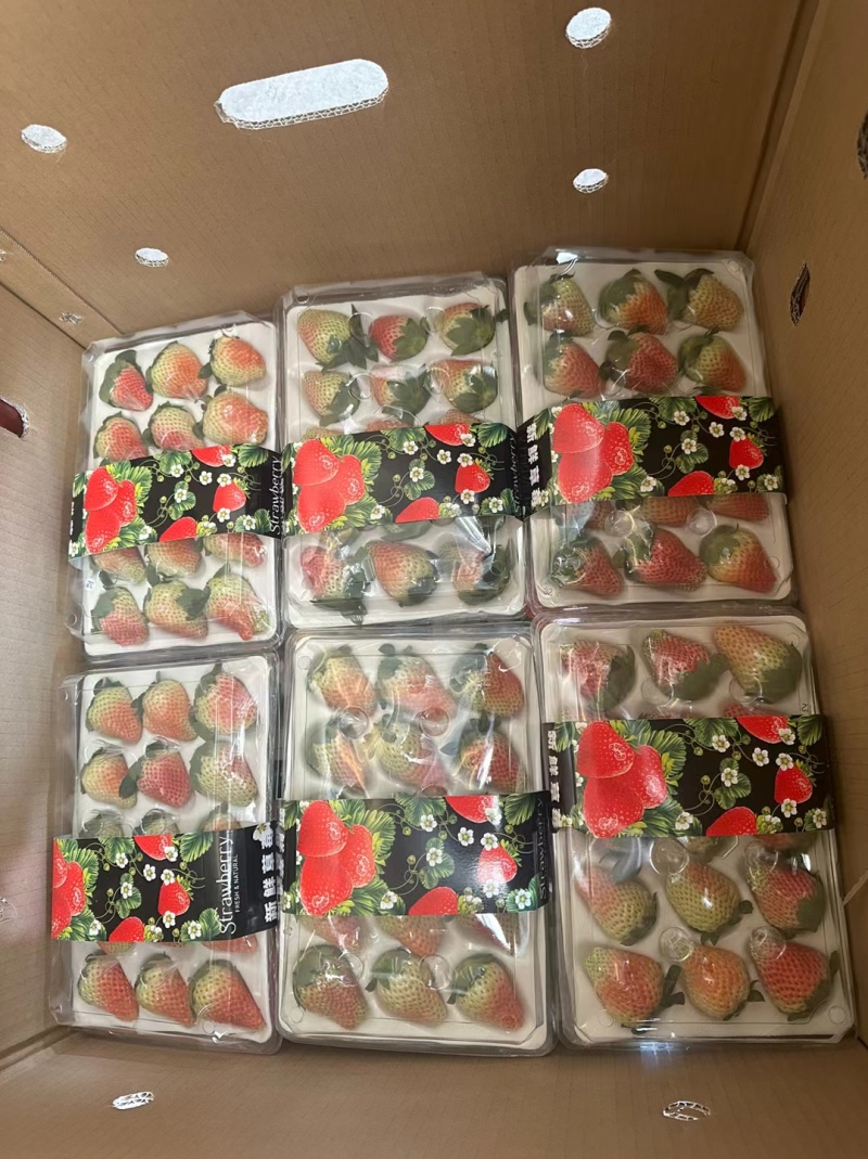 四川大凉山奶油草莓现采新鲜水果产地直发烘焙冰糖葫芦