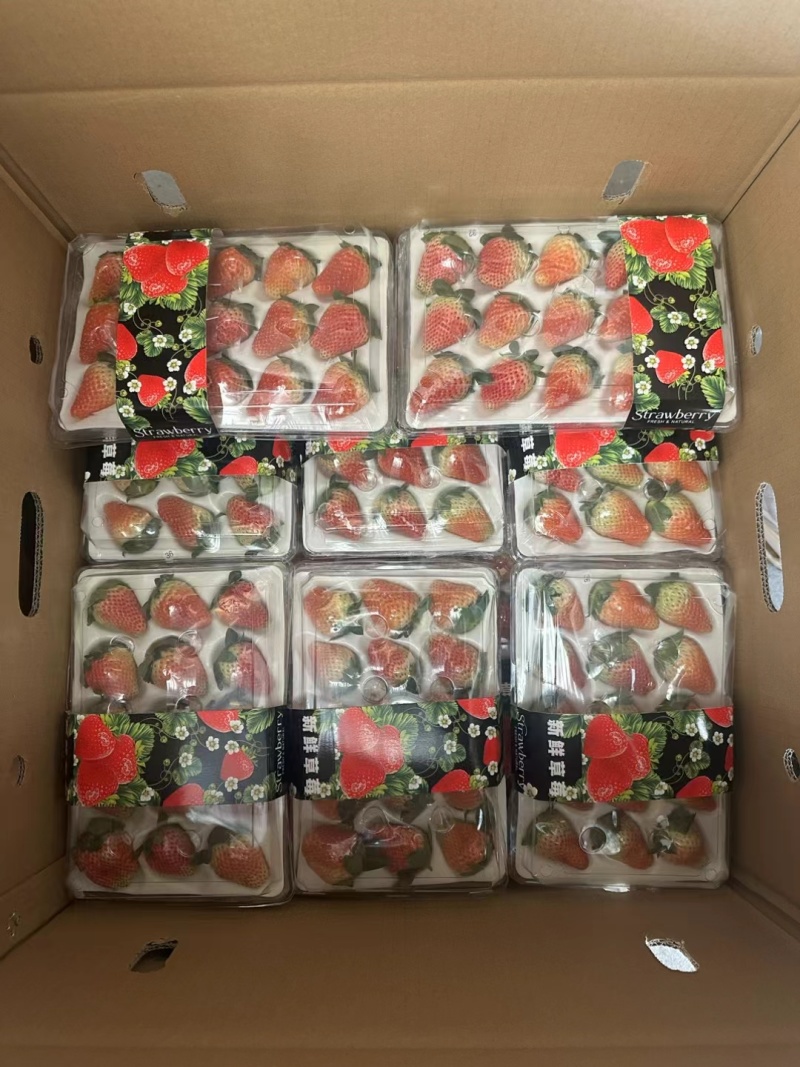 四川大凉山奶油草莓现采新鲜水果产地直发烘焙冰糖葫芦