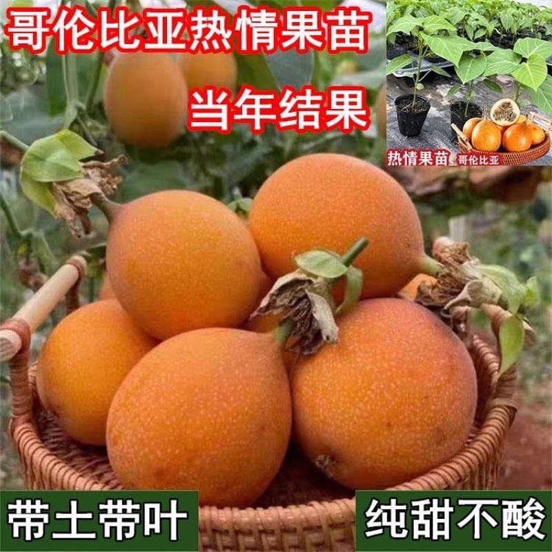 新品种哥伦比亚热情果苗纯甜不酸南方果树苗阳台庭院盆栽地栽