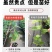 新品种哥伦比亚热情果苗纯甜不酸南方果树苗阳台庭院盆栽地栽