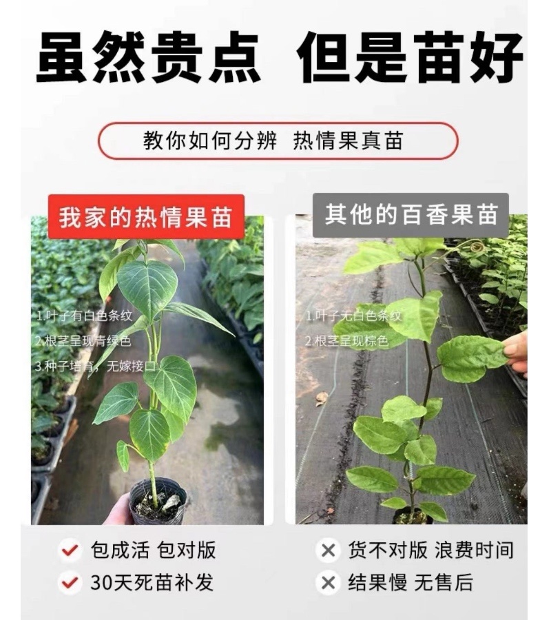 新品种哥伦比亚热情果苗纯甜不酸南方果树苗阳台庭院盆栽地栽