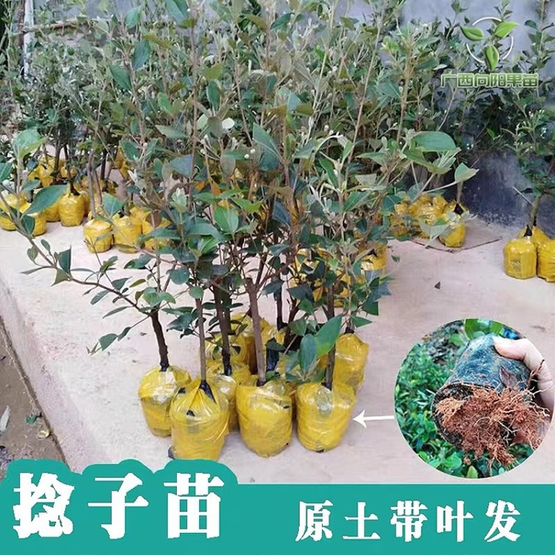 桃金娘苗野生山捻子观赏老桩阳台庭院四季开花结果南方种植