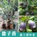 桃金娘苗野生山捻子观赏老桩阳台庭院四季开花结果南方种植