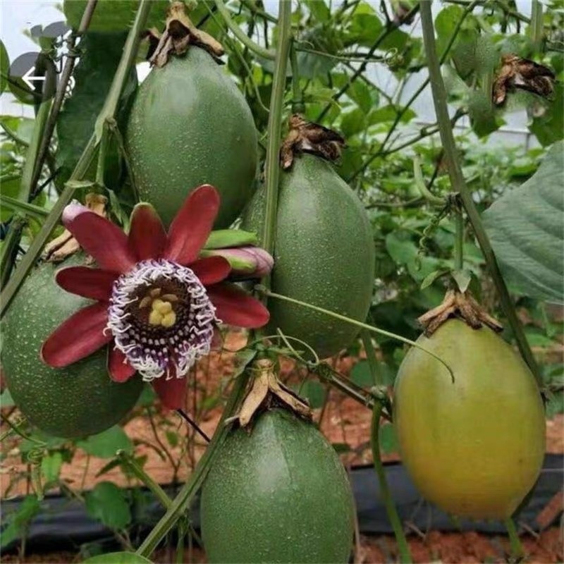 香蜜百香果嫁接苗大果百香果树苗四季开花结果南方种植常绿