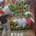 海南薄皮泡椒来自海南临高供应电商平台货源充足质量保障