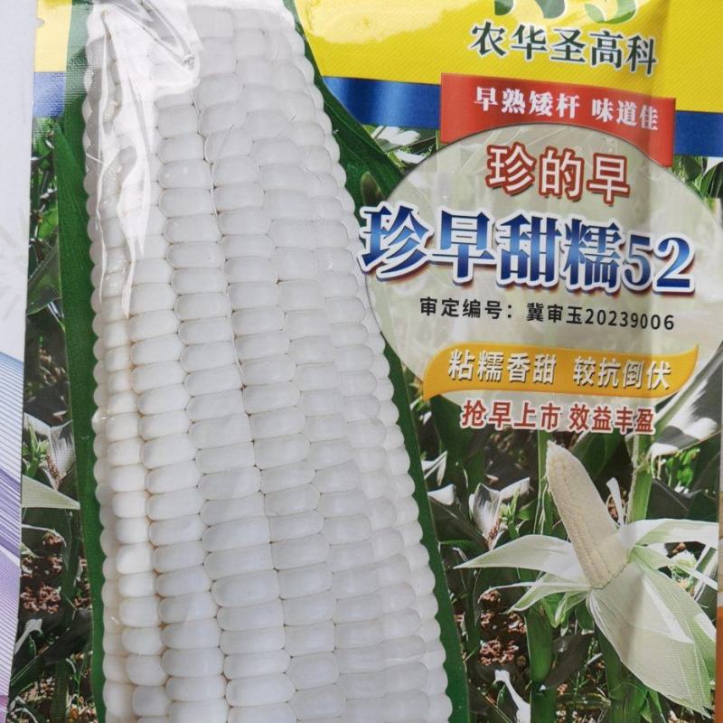 玉米种子珍早甜糯52早熟白甜糯玉米抢早上市卖高价