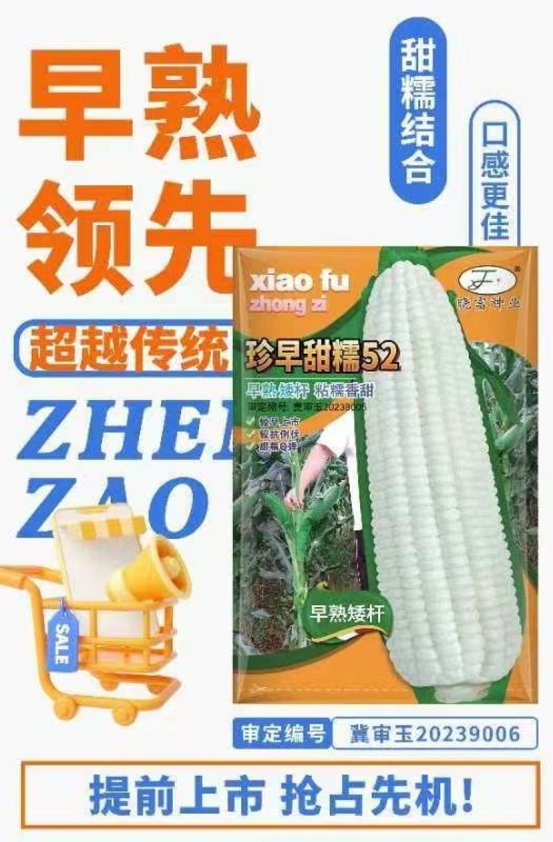 玉米种子珍早甜糯52早熟白甜糯玉米抢早上市卖高价