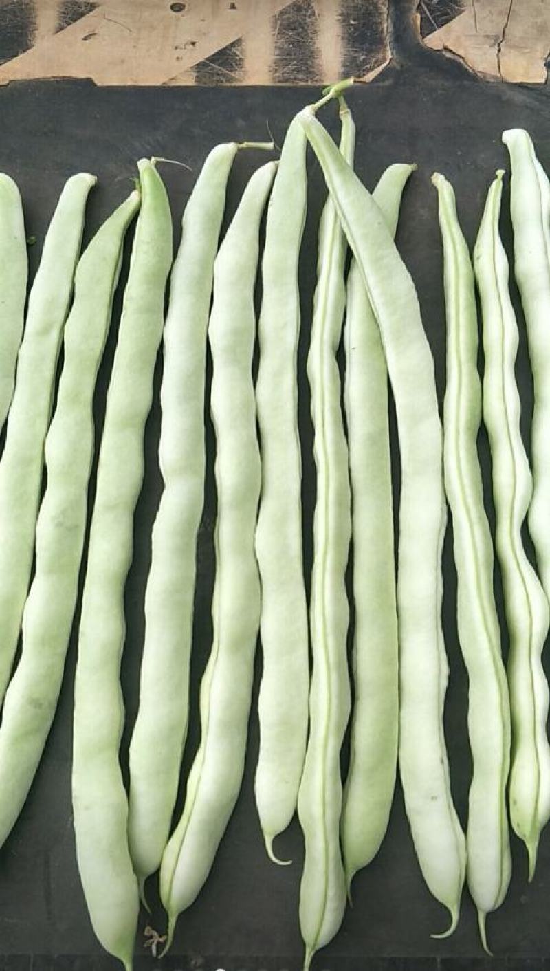 四季豆种子白胖子加长白色厚肉四季豆早熟结荚密