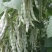 四季豆种子白胖子加长白色厚肉四季豆早熟结荚密