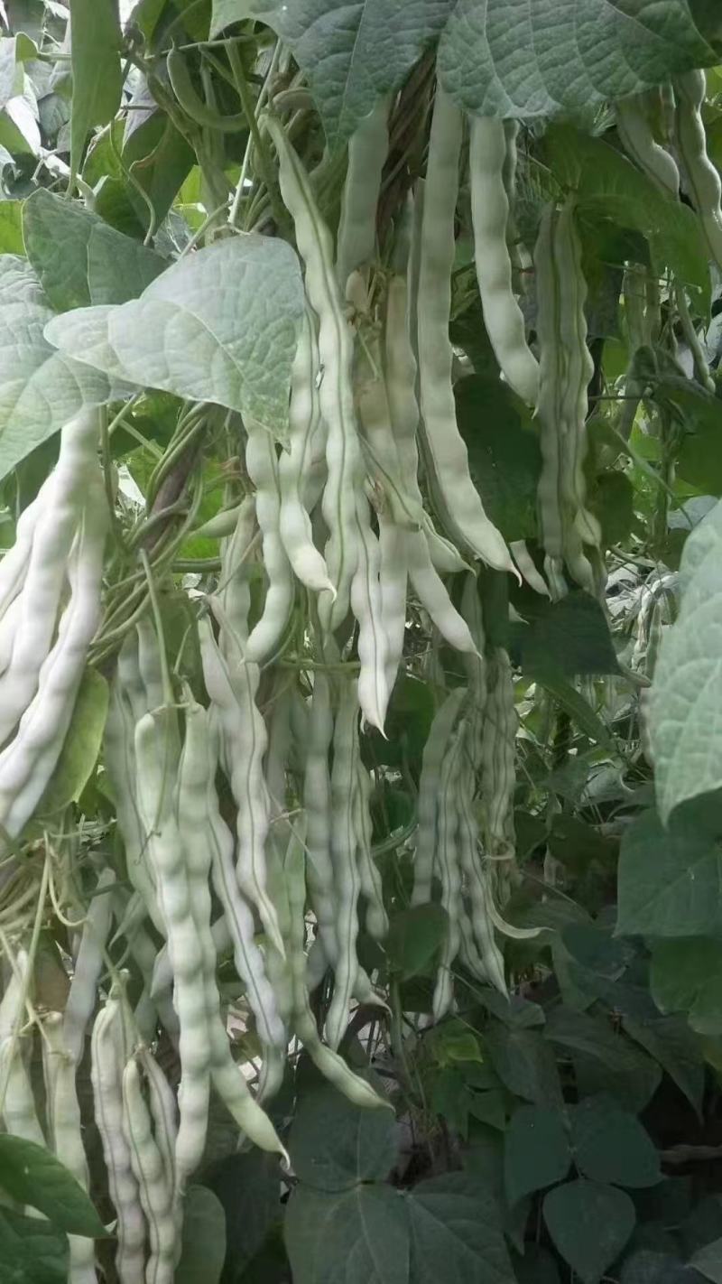 四季豆种子白胖子加长白色厚肉四季豆早熟结荚密