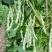 四季豆种子白胖子加长白色厚肉四季豆早熟结荚密