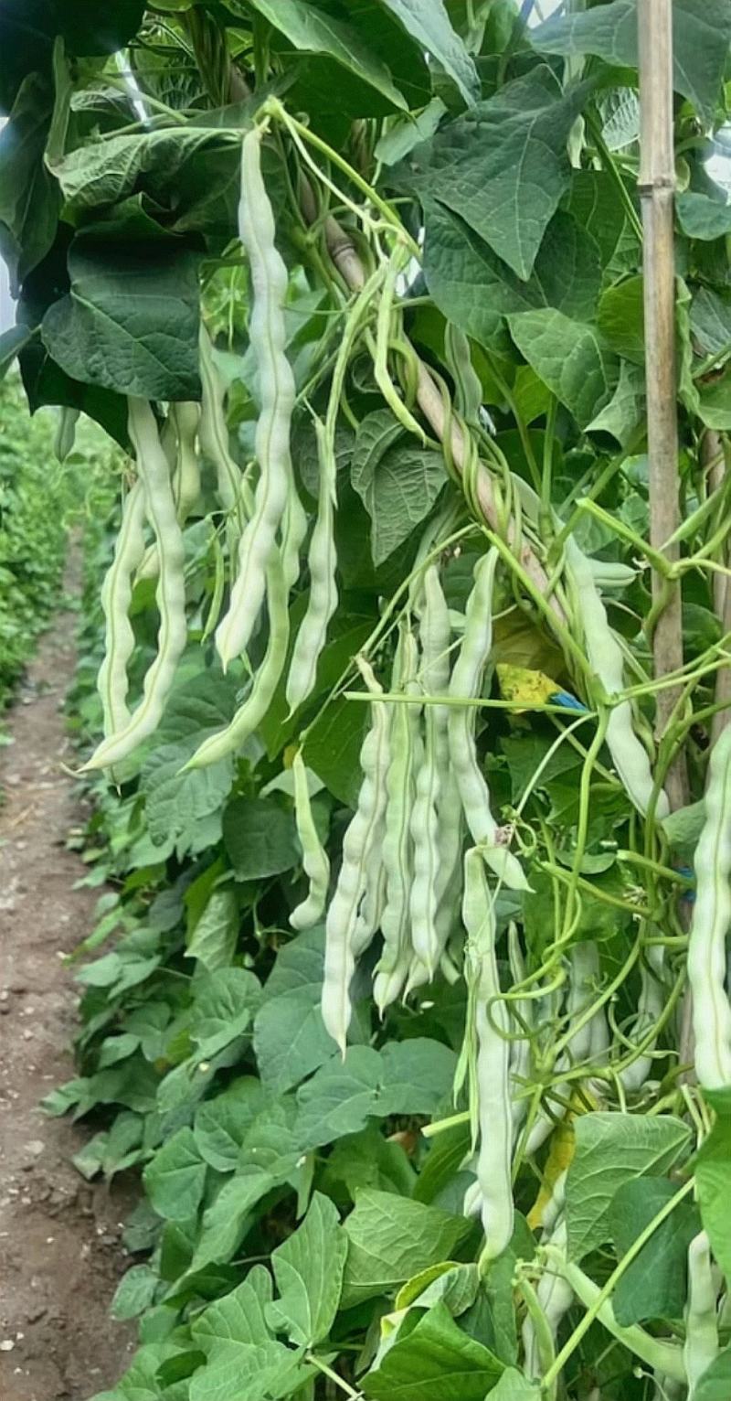 四季豆种子白胖子加长白色厚肉四季豆早熟结荚密