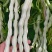 四季豆种子白胖子加长白色厚肉四季豆早熟结荚密