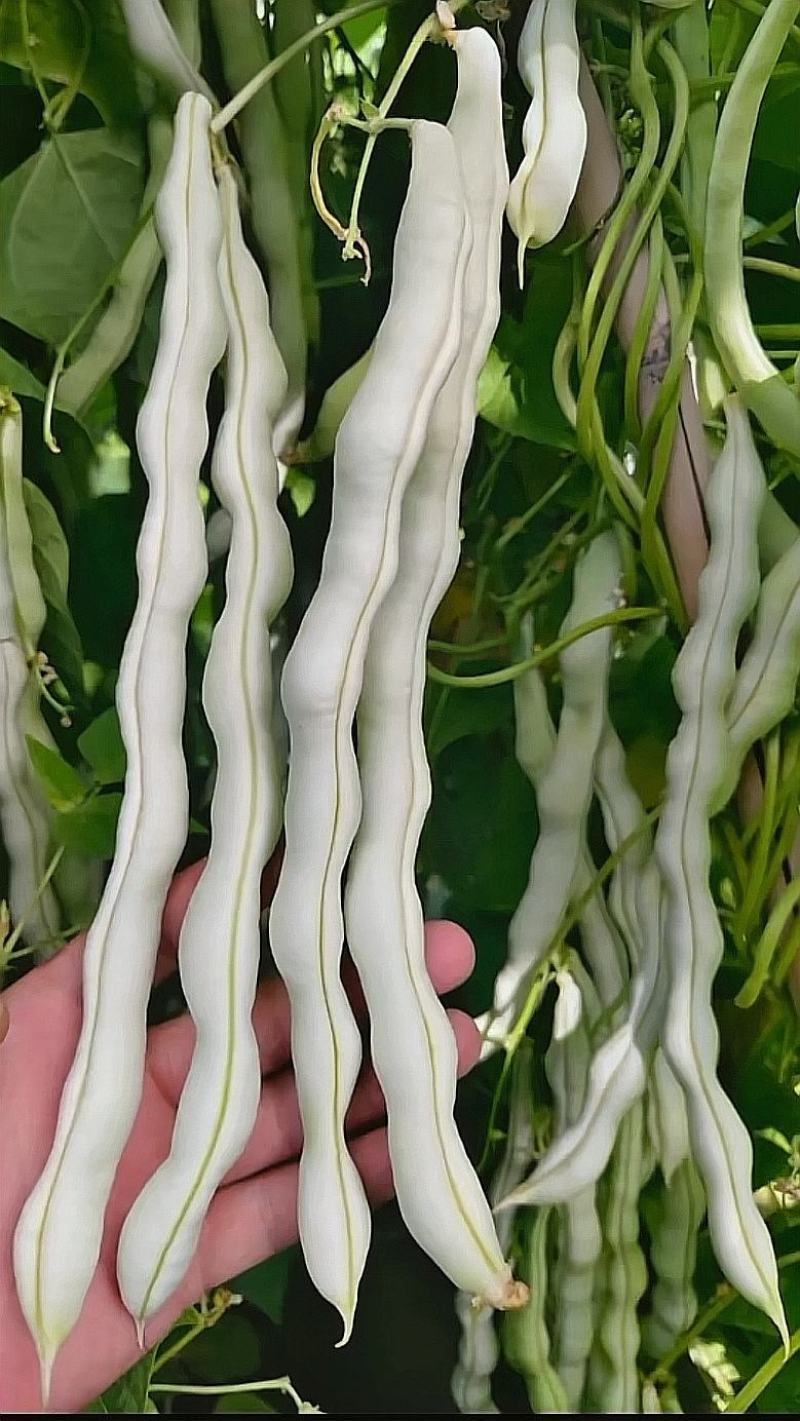四季豆种子白胖子加长白色厚肉四季豆早熟结荚密