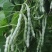 四季豆种子白胖子加长白色厚肉四季豆早熟结荚密
