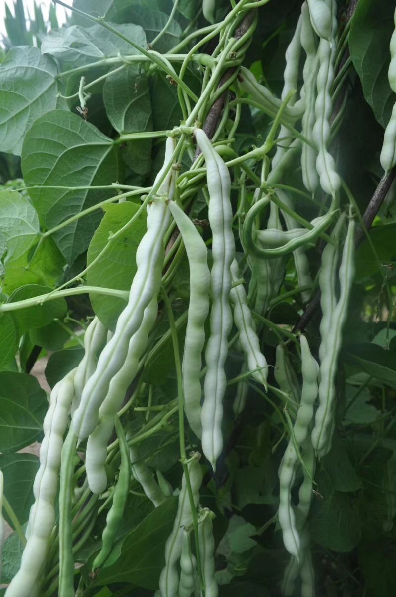 四季豆种子白胖子加长白色厚肉四季豆早熟结荚密