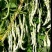 四季豆种子白胖子加长白色厚肉四季豆早熟结荚密