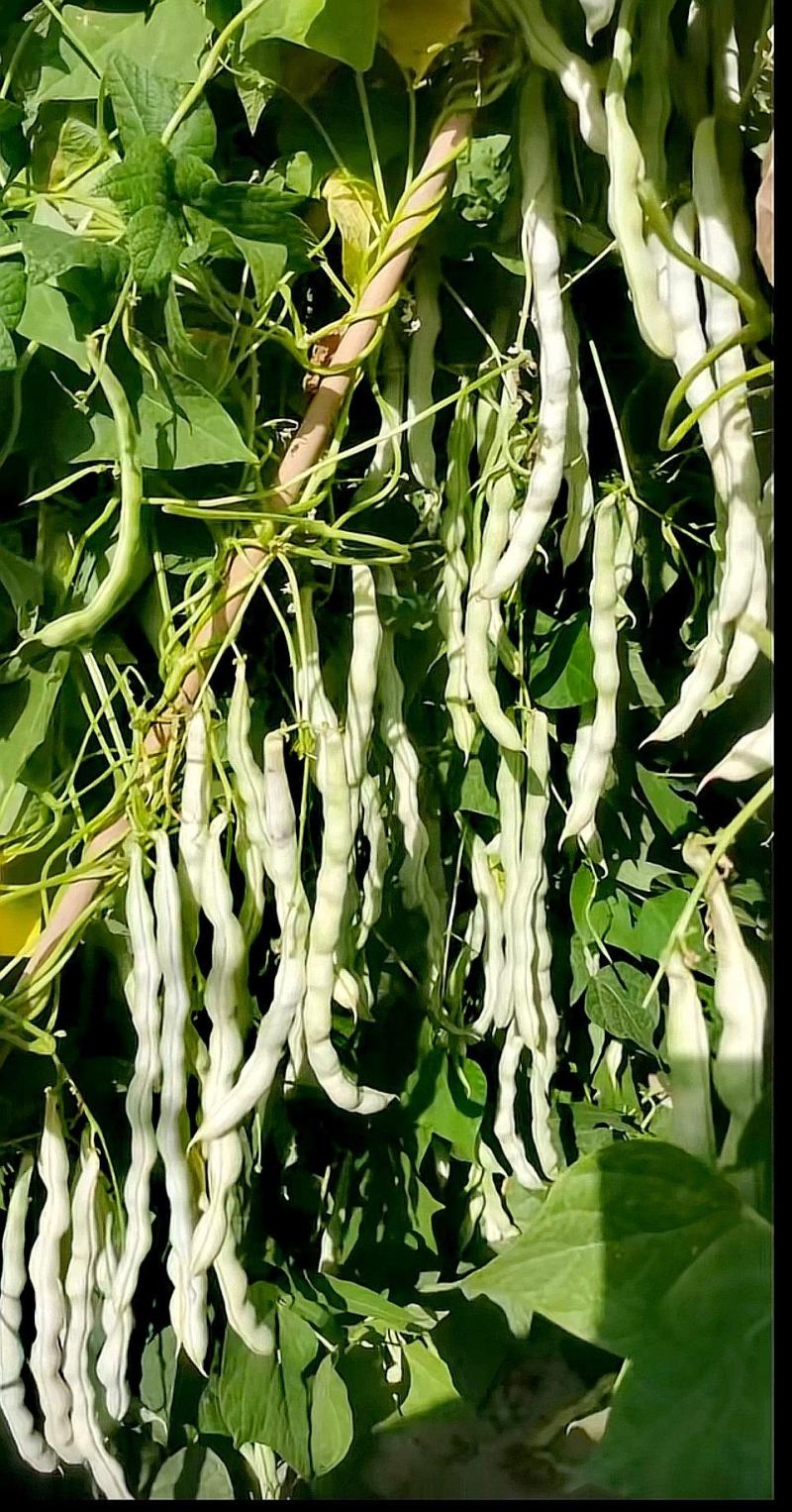 四季豆种子白胖子加长白色厚肉四季豆早熟结荚密
