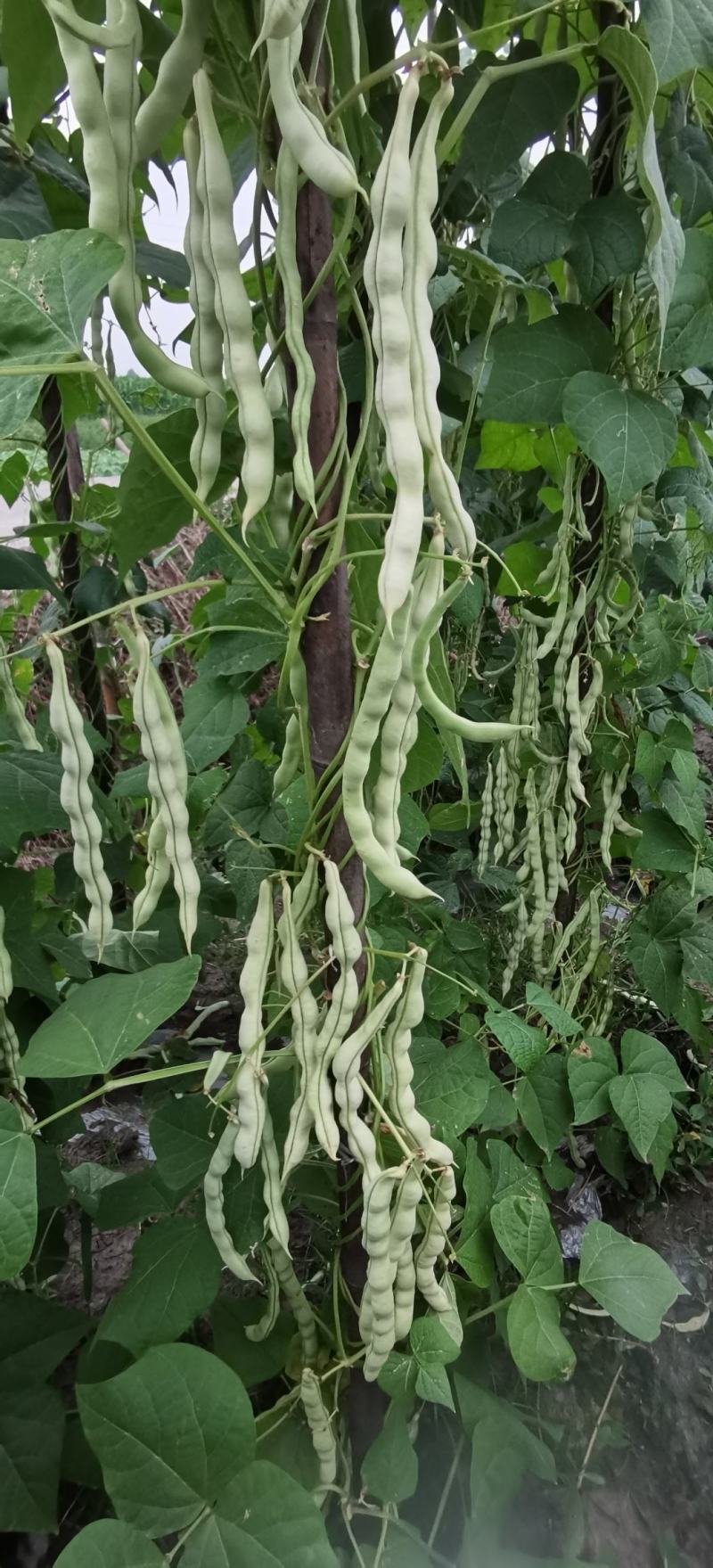 四季豆种子白胖子加长白色厚肉四季豆早熟结荚密