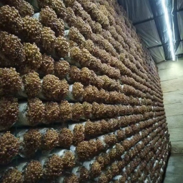 滑子菇出菇菌棒