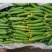 水果黄瓜荷兰瓜迷你黄瓜现采现发新鲜生吃一件代发