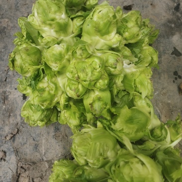 儿菜