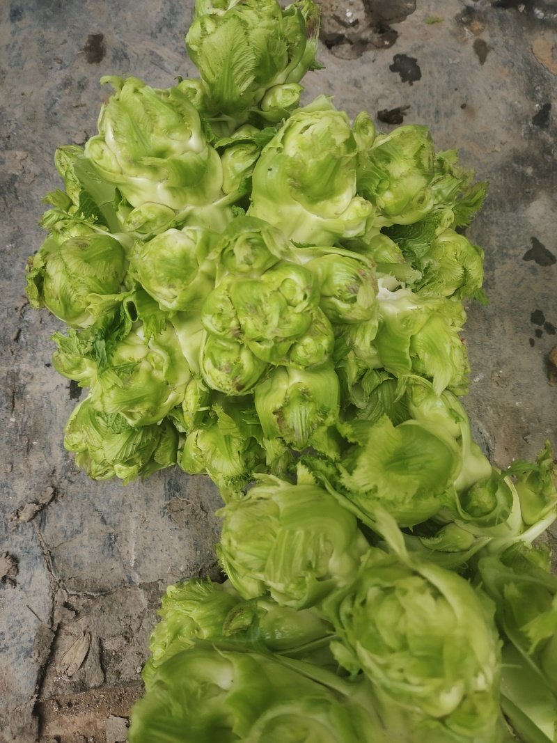 儿菜
