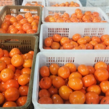 沃柑市场、商超、电商货大量现货