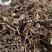 积雪草新货积雪草干净无杂质正品积雪草大货批发零售