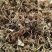 积雪草新货积雪草干净无杂质正品积雪草大货批发零售