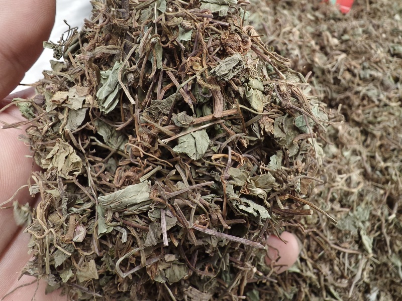 积雪草新货积雪草干净无杂质正品积雪草大货批发零售