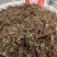 积雪草新货积雪草干净无杂质正品积雪草大货批发零售
