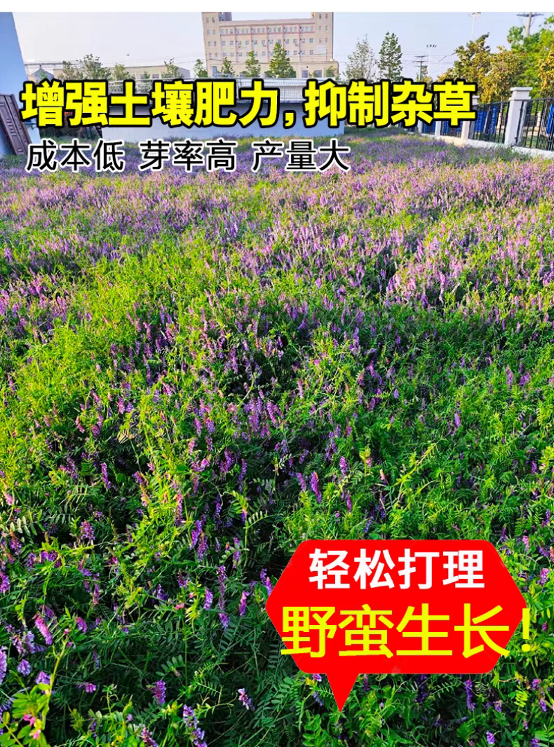 毛苕子厂家货源批发价格全国发货价格便宜欢迎下单咨询