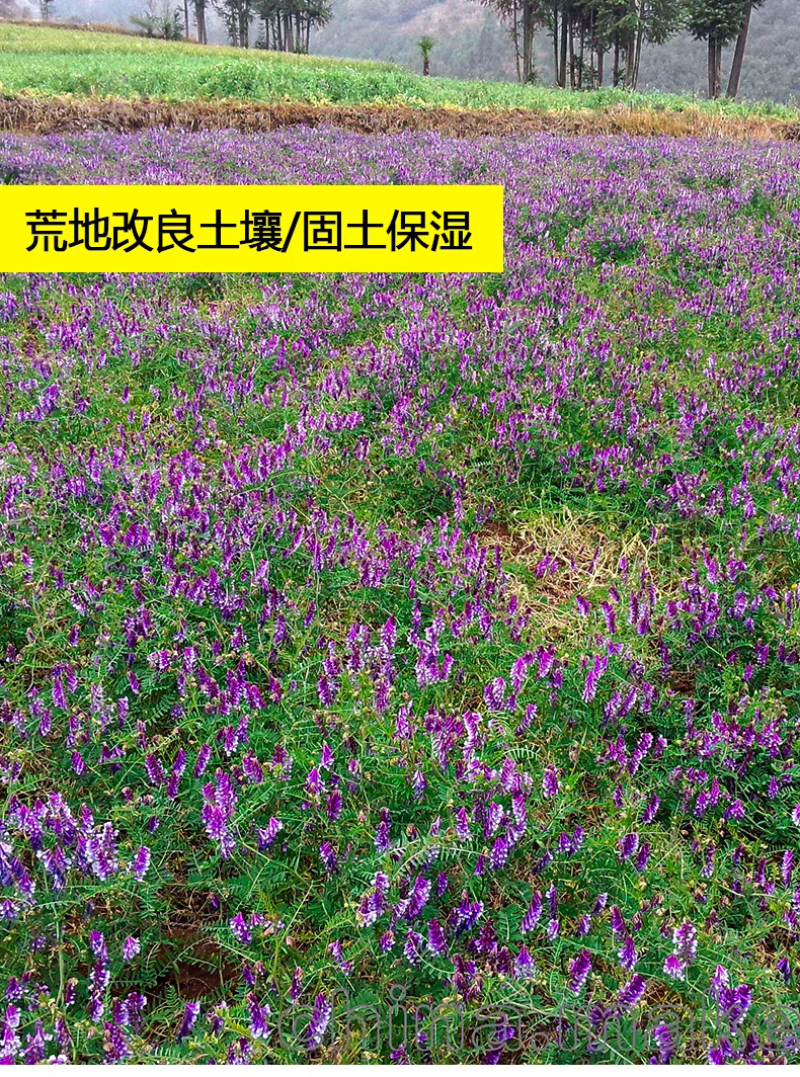 毛苕子厂家货源批发价格全国发货价格便宜欢迎下单咨询