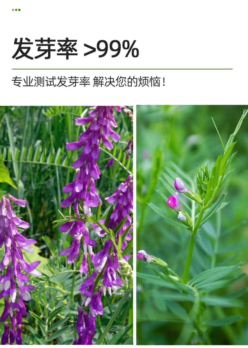 毛苕子厂家货源批发价格全国发货价格便宜欢迎下单咨询