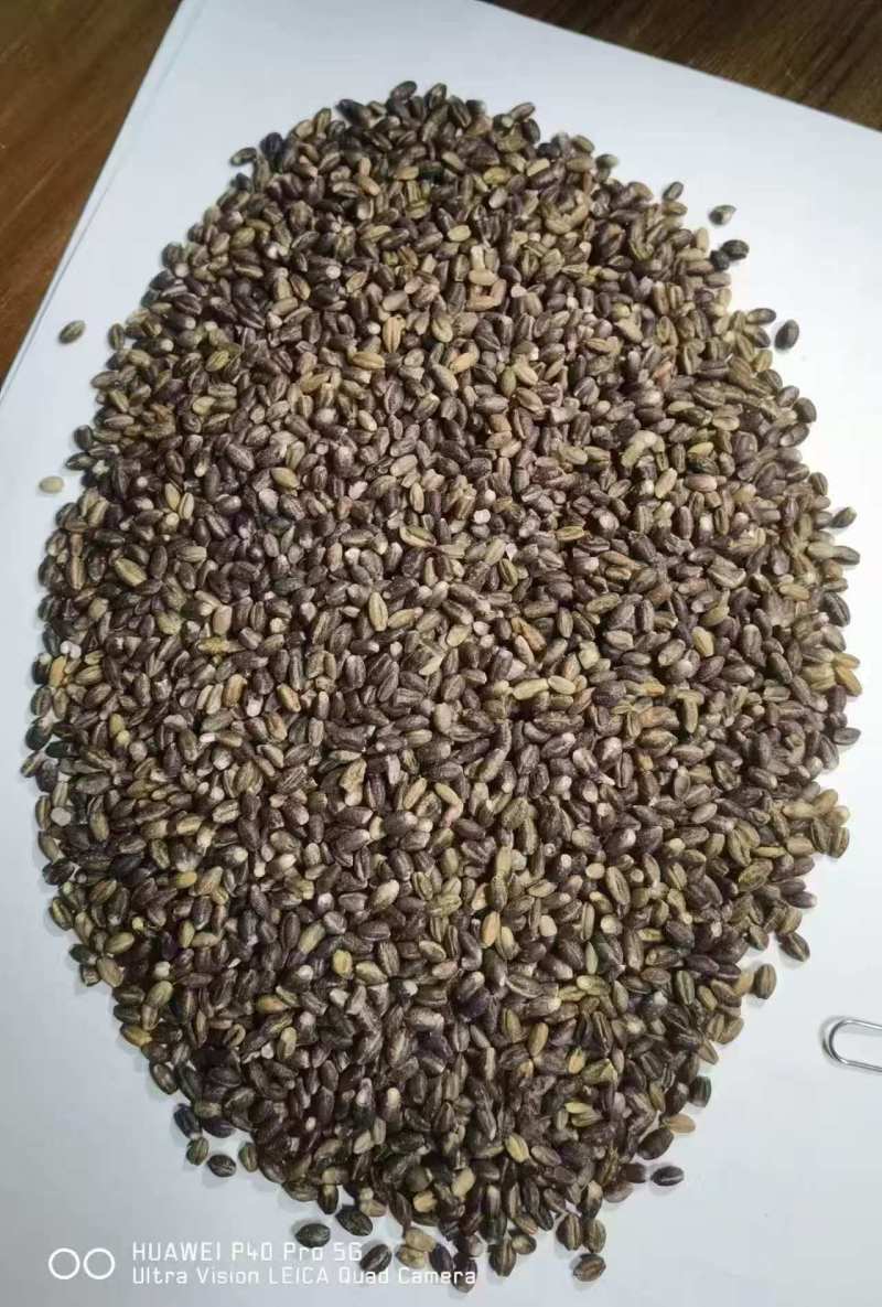 青藏黑青稞米大量批发，产地直发支持一件代发