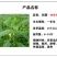 田箐种子碱菁涝豆耐涝田青盐碱土壤改良牧草果园蜜源固氮绿肥