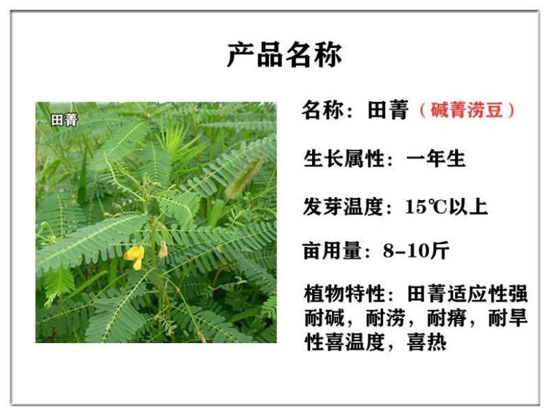田箐种子碱菁涝豆耐涝田青盐碱土壤改良牧草果园蜜源固氮绿肥