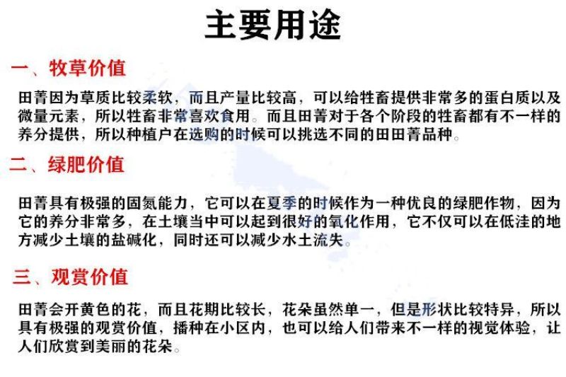 田箐种子碱菁涝豆耐涝田青盐碱土壤改良牧草果园蜜源固氮绿肥