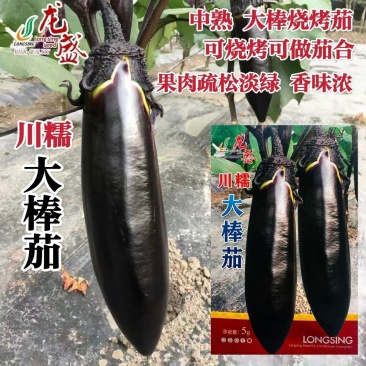 川糯大棒茄种子高产黑又亮棒茄绿肉茄子种子紫黑烧烤茄种子春