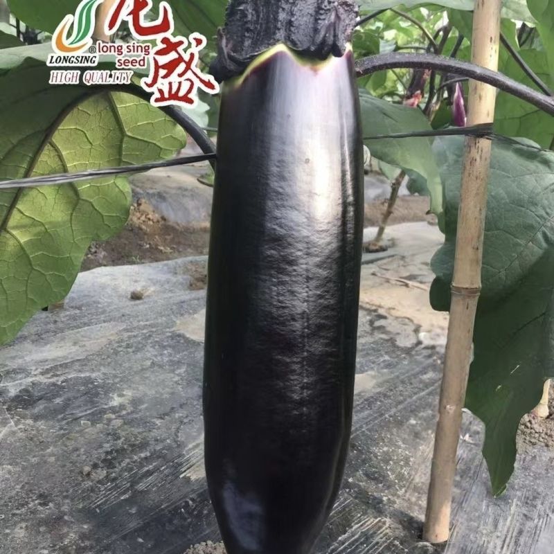 川糯大棒茄种子高产黑又亮棒茄绿肉茄子种子紫黑烧烤茄种子春