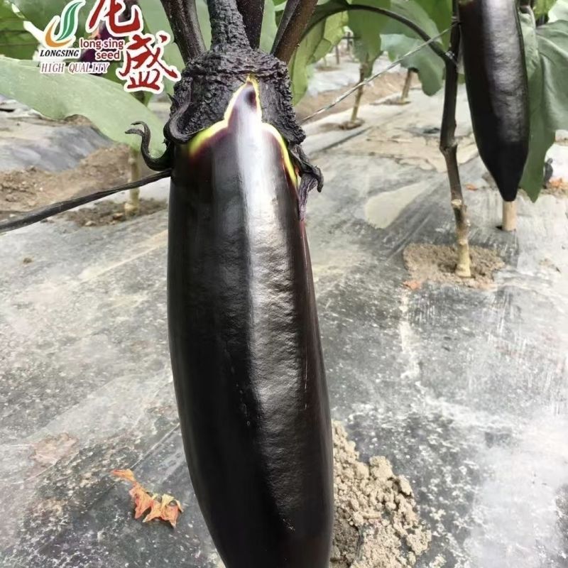 川糯大棒茄种子高产黑又亮棒茄绿肉茄子种子紫黑烧烤茄种子春