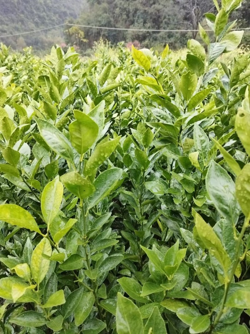 贡柑苗皇帝柑苗质量假一罚百十月份采摘