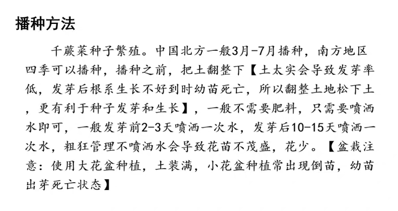 千屈菜种子厂家货源批发价格全国发货价格便宜欢迎下单咨询