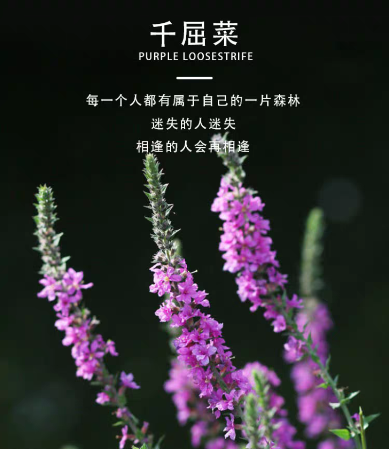 千屈菜种子厂家货源批发价格全国发货价格便宜欢迎下单咨询