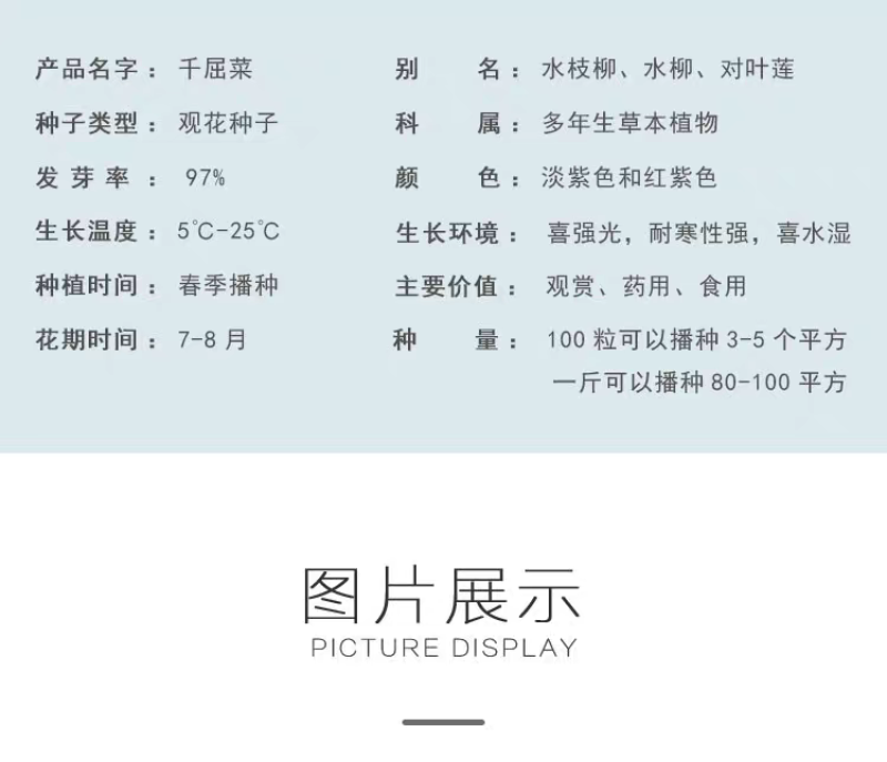 千屈菜种子厂家货源批发价格全国发货价格便宜欢迎下单咨询