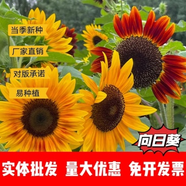 向日葵厂家货源批发价格全国发货价格便宜欢迎下单咨询